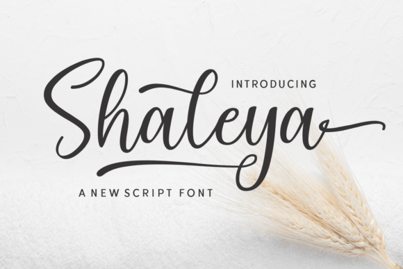 Why Shaleya Is My New Favorite Script Font for Elegant Branding